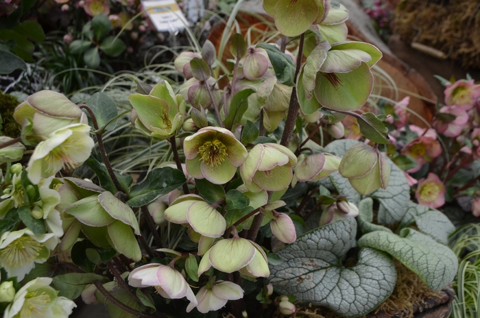 Frostkiss&trade; Hellebore - Helleborus 'Bayli's Blush&trade;' from EC Browns Nursery