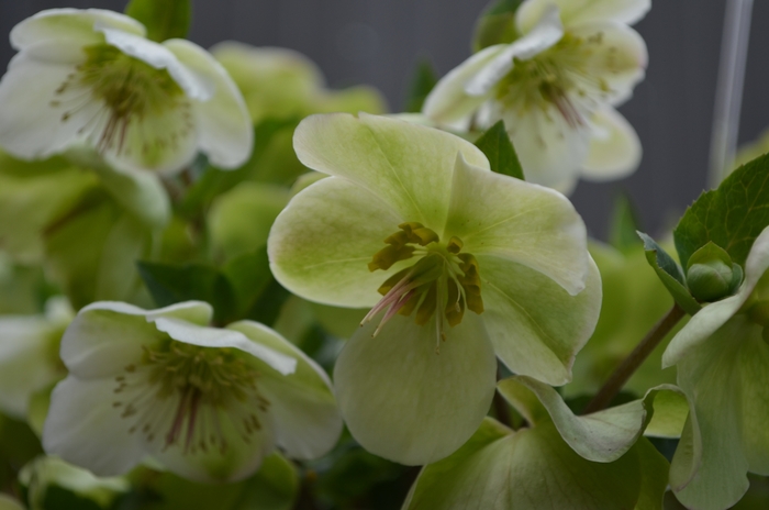 Molly's White Hybrid Lenten Rose - Helleborus x hybridus 'Molly's White' from EC Browns Nursery