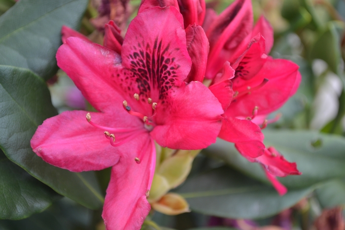 'Nova Zembla' - Rhododendron hybrid from EC Browns Nursery