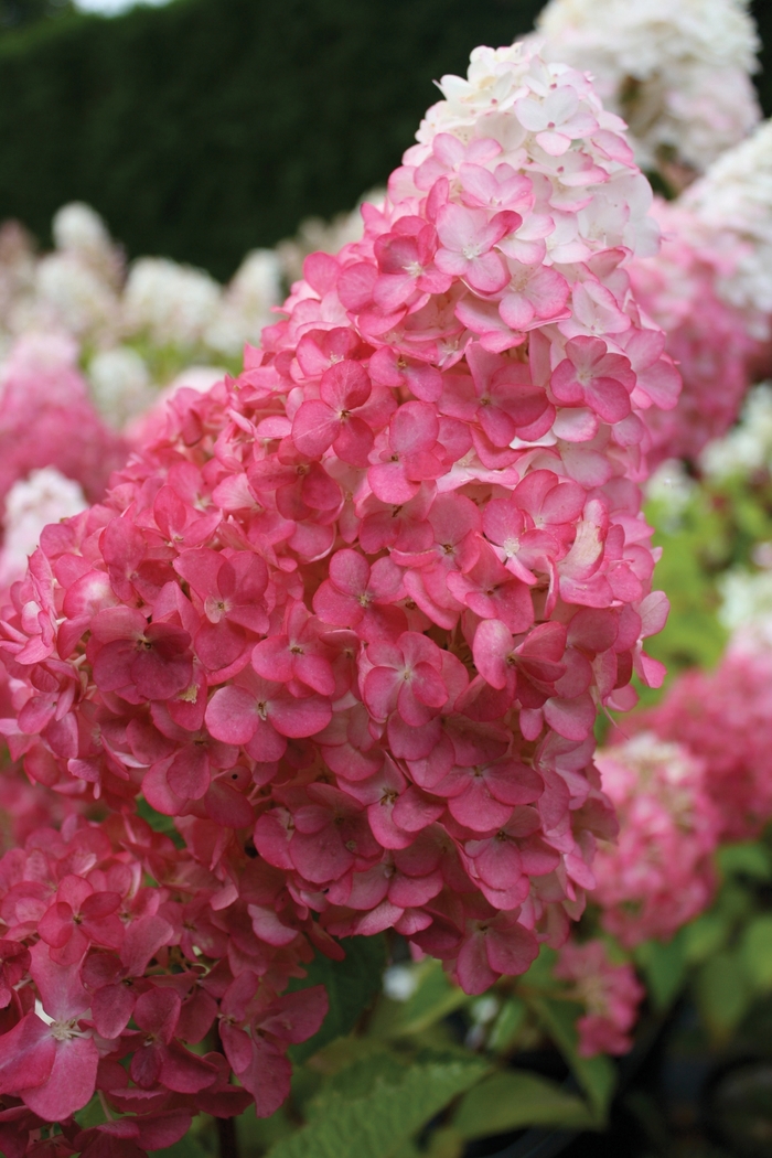Vanilla Strawberry™ Hydrangea - Hydrangea paniculata Renhy from EC Browns Nursery
