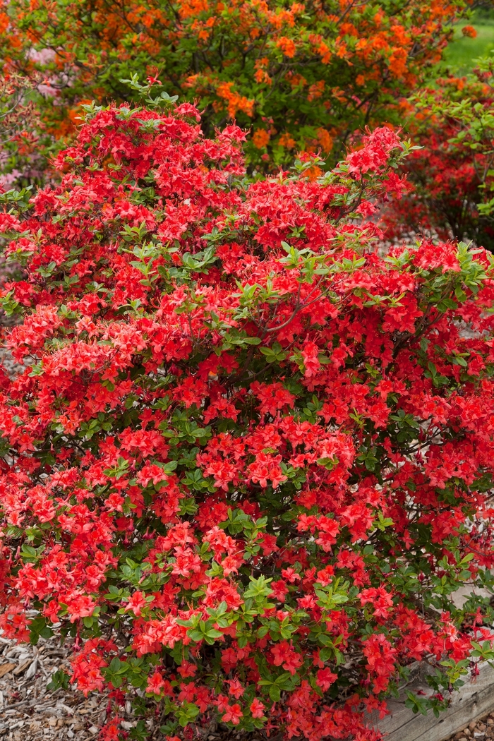 Electric Lights&trade; Red - Rhododendron 'UMNAZ 502' PP26,601 from EC Browns Nursery