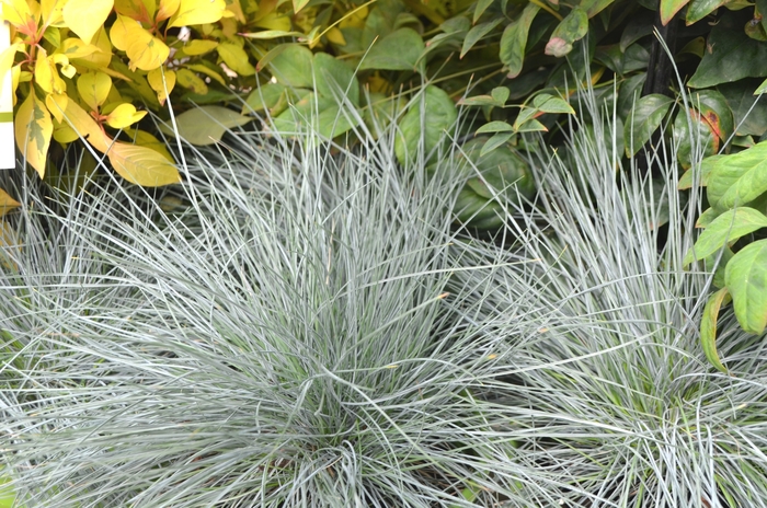 Blue Fescue - Festuca glauca 'Beyond Blue' from EC Browns Nursery