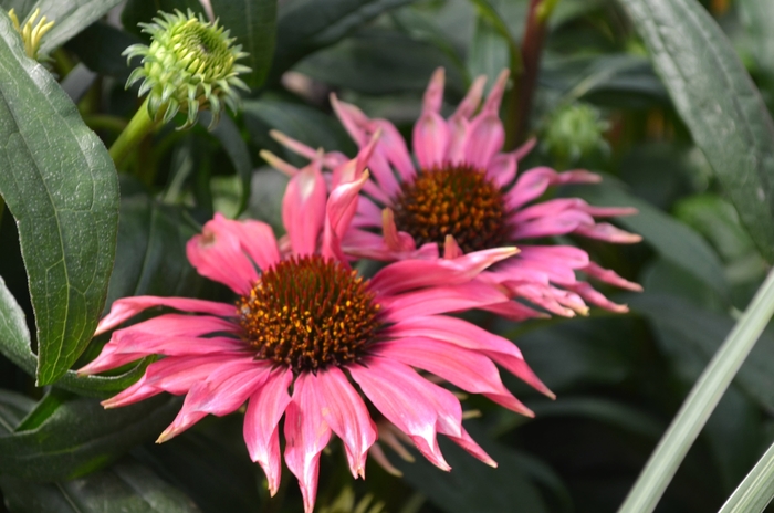 Meadow Mama Coneflower - Echinacea purpurea 'Playful' from EC Browns Nursery