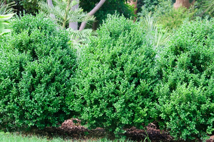 Green Gem Boxwood - Buxus x 'Green Gem' from EC Browns Nursery