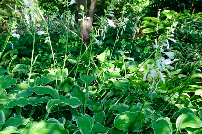 Sugar and Cream Hosta, Plantain Lily - Hosta ''Sugar and Cream'' (Hosta, Plantain Lily) from EC Browns Nursery