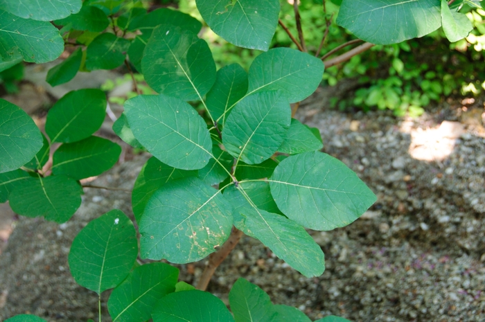 American Smoketree - Cotinus obovatus from EC Browns Nursery