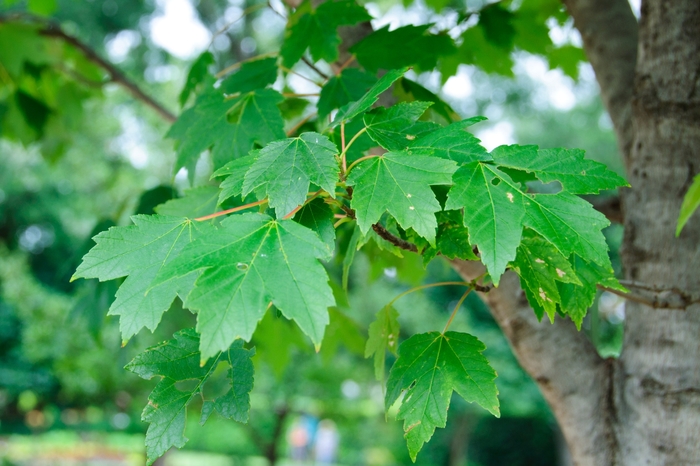 Red Maple - Acer rubrum 'Sun Valley' from EC Browns Nursery