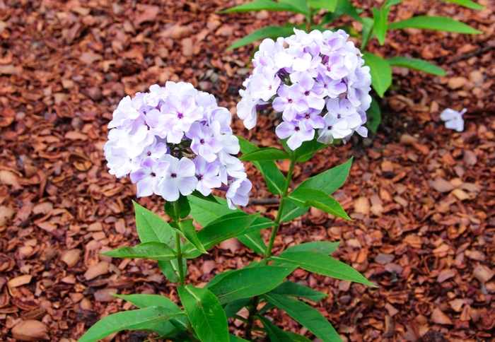 Garden Phlox - Phlox paniculata 'Flame&trade; Blue' from EC Browns Nursery