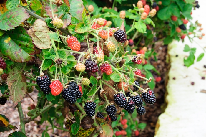 'Prime-Jan&reg;' Blackberry - Rubus from EC Browns Nursery