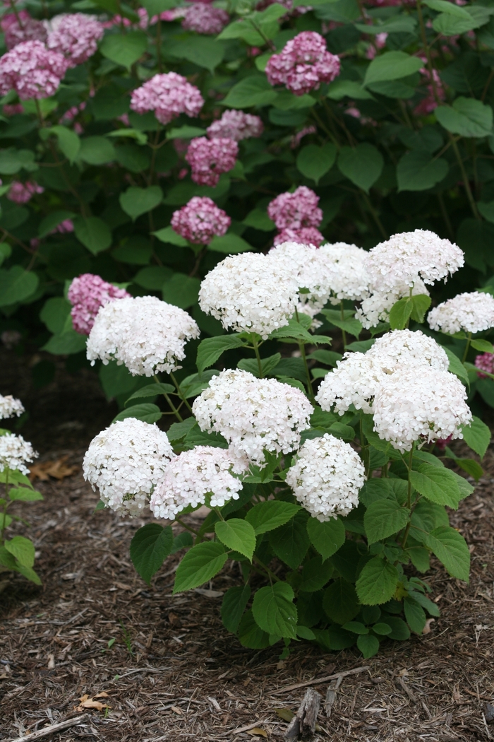Smooth Hydrangea - Hydrangea arborescens 'Wee White®' from EC Browns Nursery
