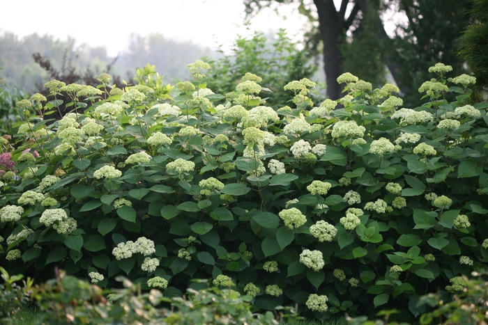 Lime Rickey® - Hydrangea arborescens from EC Browns Nursery