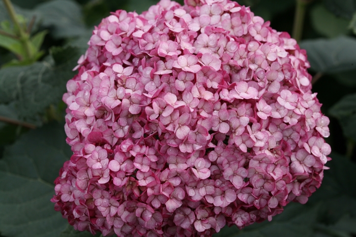 Invincibelle® Mini Mauvette® - Hydrangea arborescens from EC Browns Nursery