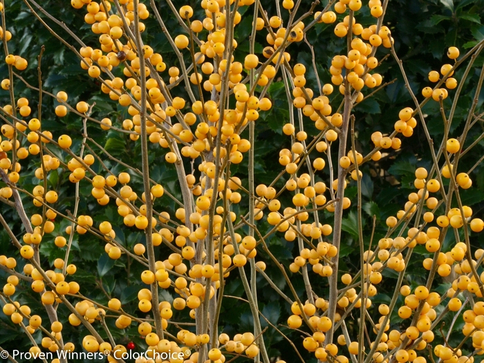 Berry Heavy&reg; Gold - Ilex verticillata 'Roberta Case' (Winterberry Holly) from EC Browns Nursery