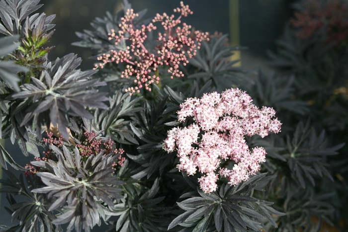 Laced Up&reg; - Sambucus nigra from EC Browns Nursery