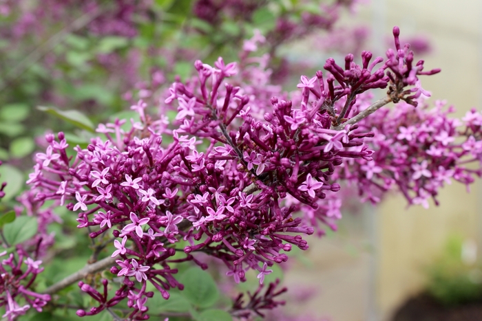 Bloomerang® Dark Purple - Syringa x from EC Browns Nursery