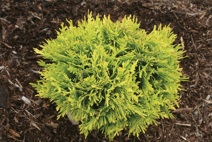 'Anna's Magic Ball&reg;' - Thuja occidentalis (Arborvitae) from EC Browns Nursery