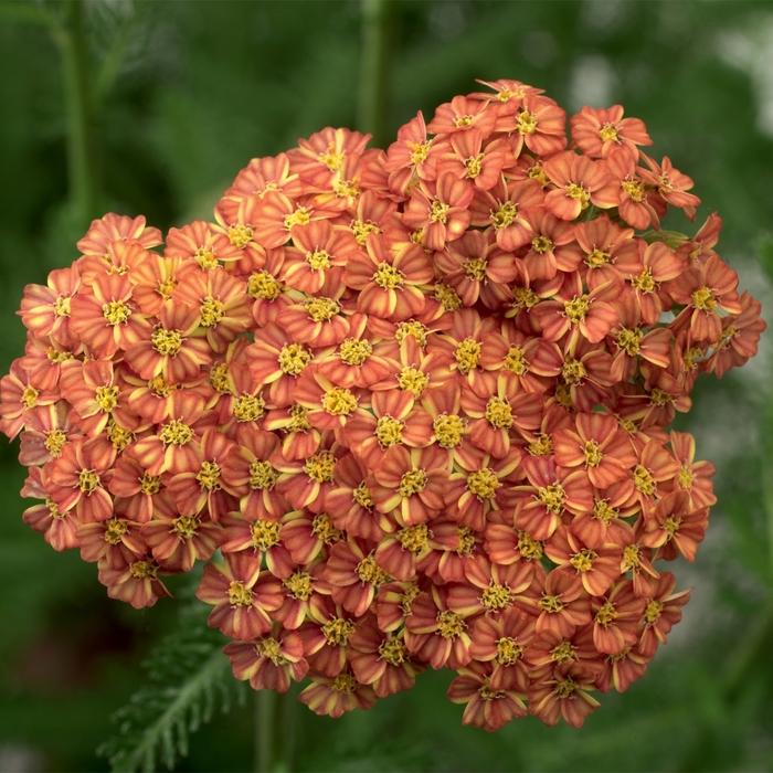 Yarrow - Achillea hybrida 'Desert Eve Terracotta' from EC Browns Nursery