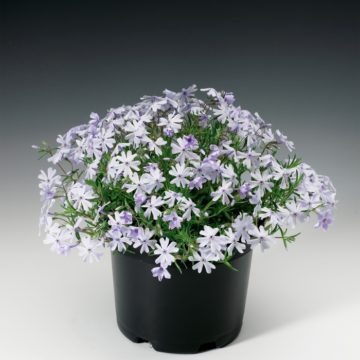 'Emerald Cushion Blue' - Phlox subulata from EC Browns Nursery