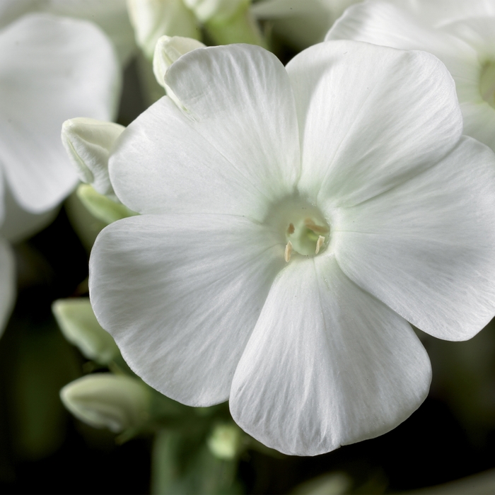 Garden Phlox - Phlox paniculata 'Peacock White' from EC Browns Nursery