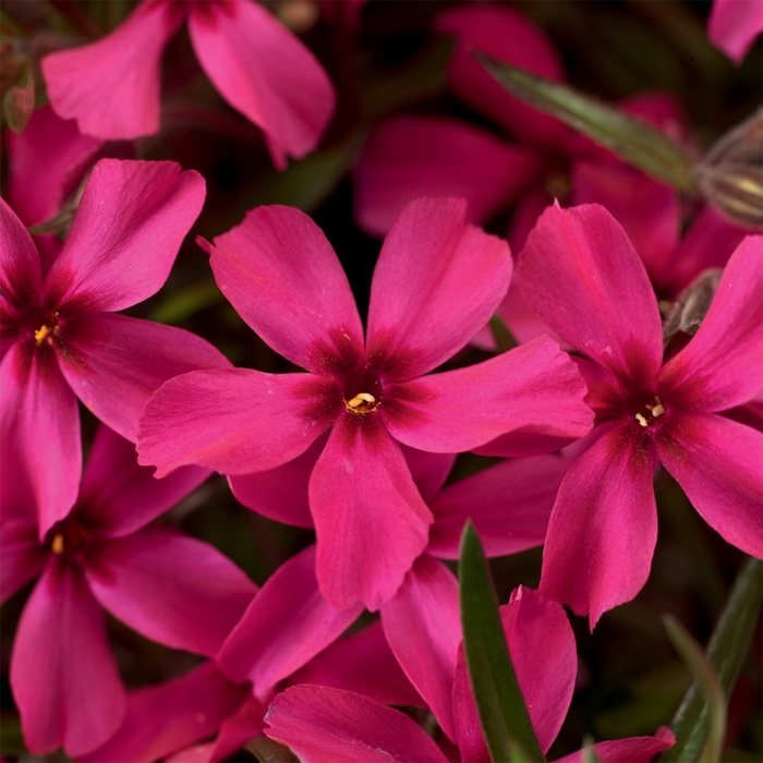 'Scarlet Flame' - Phlox subulata from EC Browns Nursery