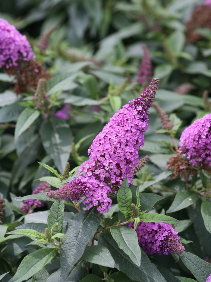 Pugster Periwinkle® - Buddleia x from EC Browns Nursery