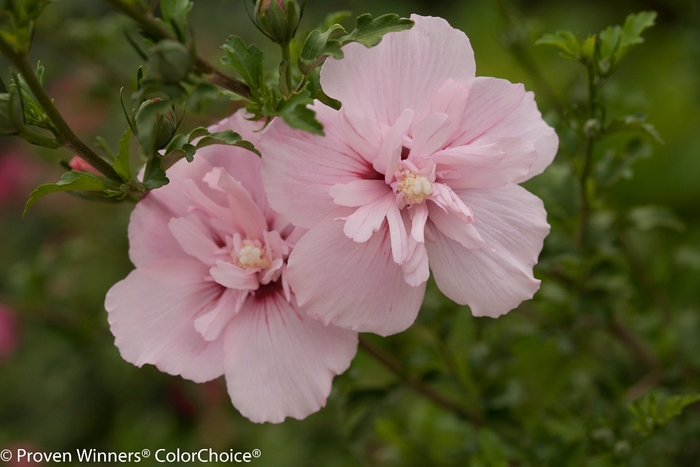 Pink Chiffon® Rose of Sharon - Hibiscus syriacus 'JWNWOOD4' PP24336 (Rose of Sharon) from EC Browns Nursery