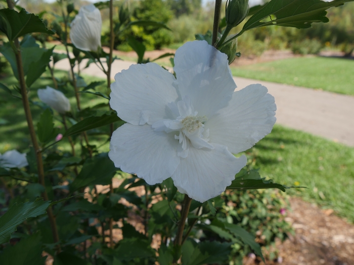 White Pillar&reg; Rose of Sharon - Hibiscus s. 'Gandini van Aart' PP28892 Can PBRAF from EC Browns Nursery