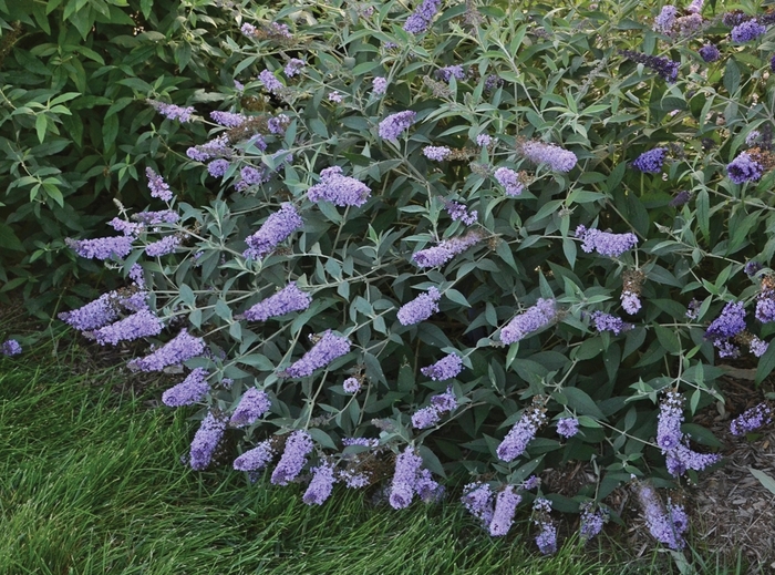Monarch&reg; Glass Slippers - Buddleia davidii 'Glass Slippers' (Butterfly Bush) from EC Browns Nursery