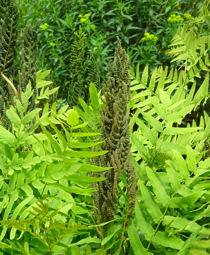 Royal Fern - Osmunda regalis from EC Browns Nursery