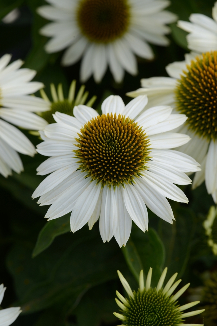 Sombrero&reg; Blanco - Echinacea 'Balsomblanc' (Coneflower) from EC Browns Nursery