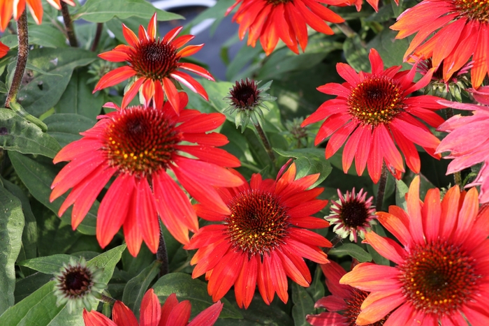 Sombrero&reg; 'Sangrita' - Echinacea (Coneflower) from EC Browns Nursery