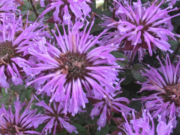 Sugar Buzz&reg; Blue Moon Bee Balm, Bergamot - Monarda didyma from EC Browns Nursery