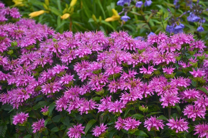 Sugar Buzz&reg; Lilac Lollipop - Monarda didyma from EC Browns Nursery