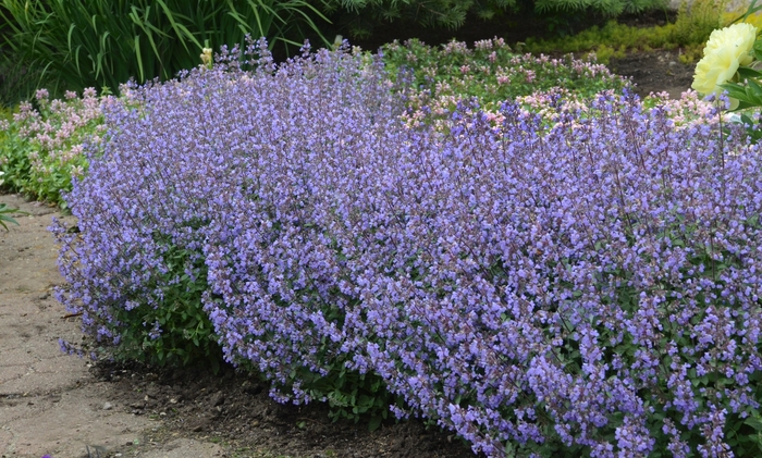  Purrsian Blue Catmint - Nepeta x faassenii from EC Browns Nursery