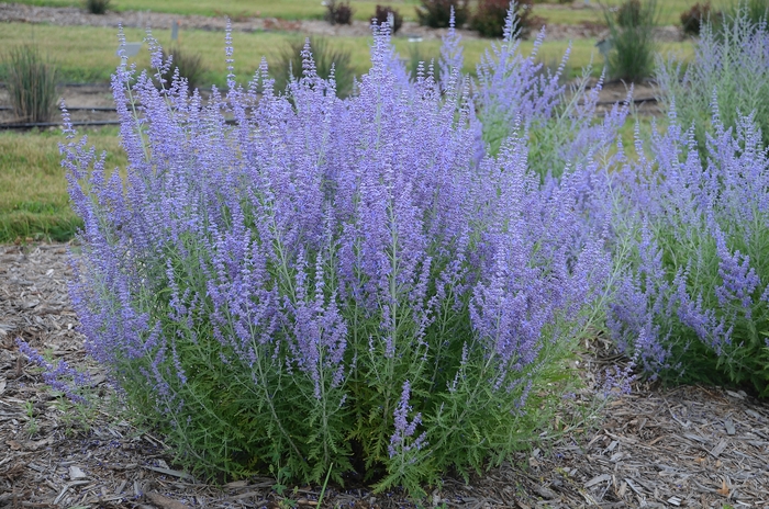  'Blue Jean Baby' - Perovskia atriplicifolia from EC Browns Nursery