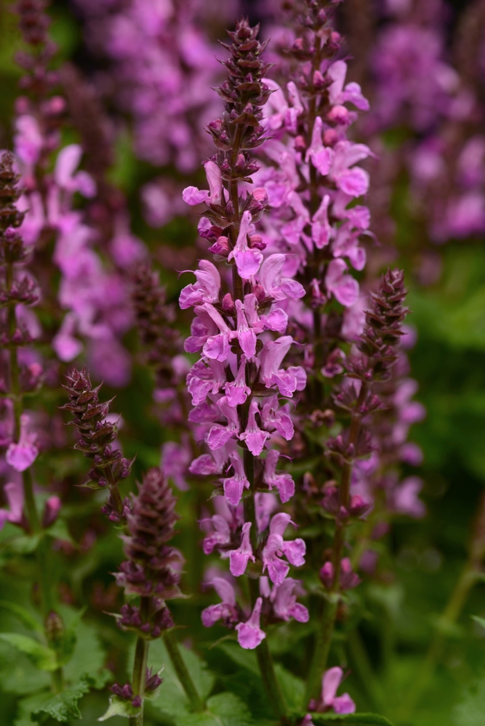 'Rose Marvel' Sage - Salvia nemorosa from EC Browns Nursery