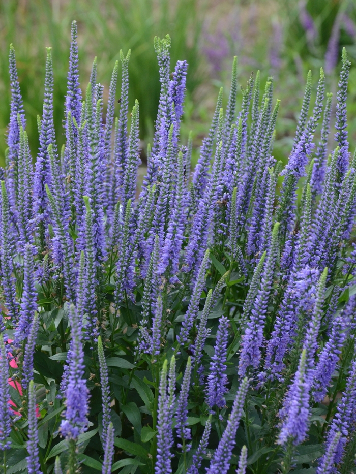 'Blue Skywalker' Speedwell - Veronica longifolia from EC Browns Nursery