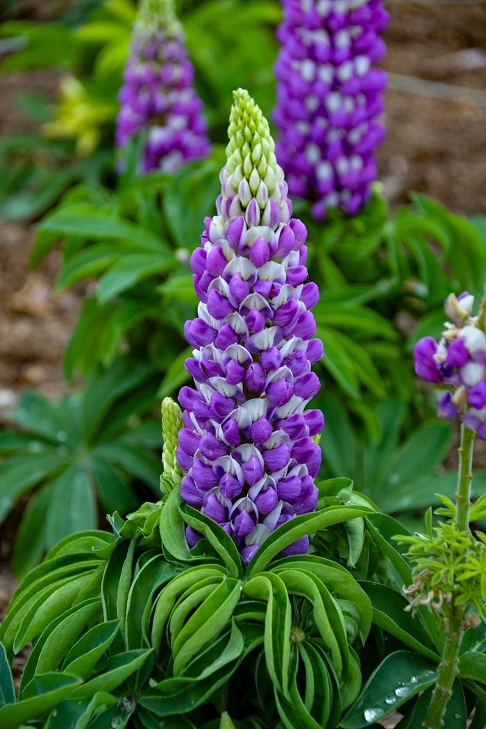 Mini Gallery&trade; 'Blue Bicolor' - Lupinus polyphyllus () from EC Browns Nursery