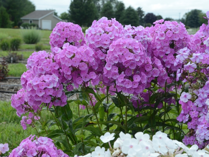 Fashionably Early Flamingo Garden Phlox - Phlox paniculata from EC Browns Nursery