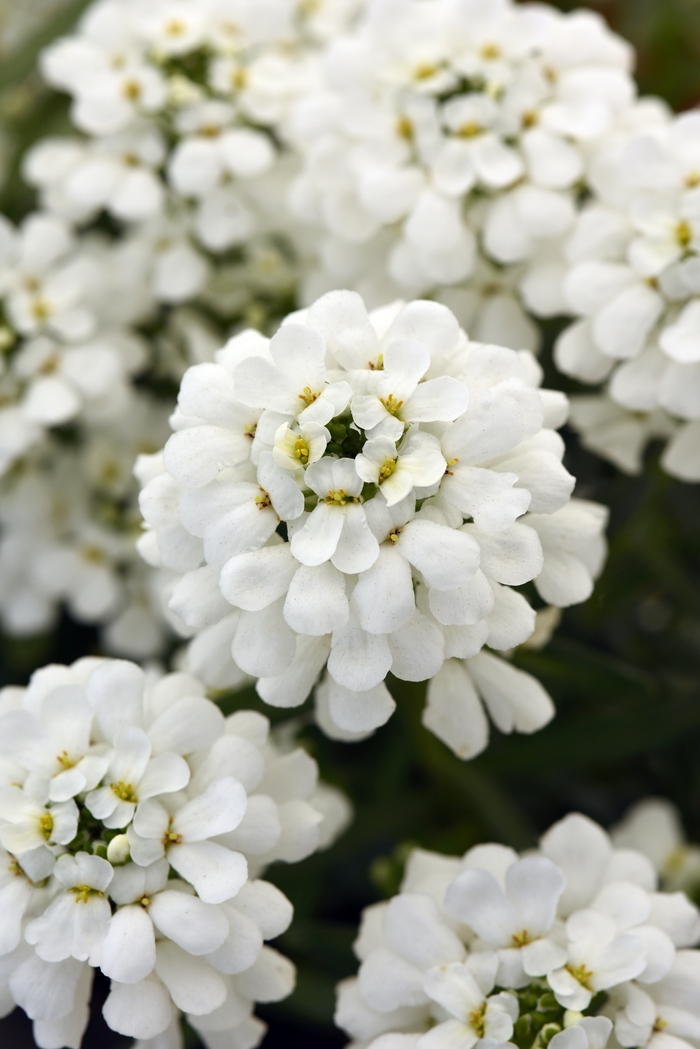Snowsation Candytuft - Iberis sempervirens 'Snowsation' PP29637 (Candytuft) from EC Browns Nursery