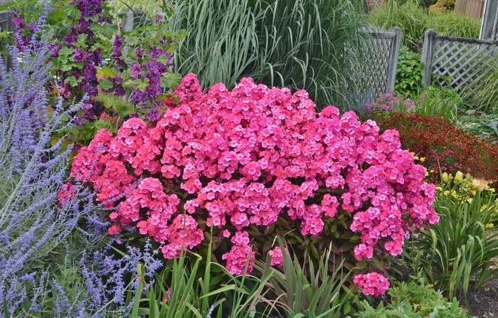 Garden Phlox - Phlox paniculata 'Glamour Girl' from EC Browns Nursery