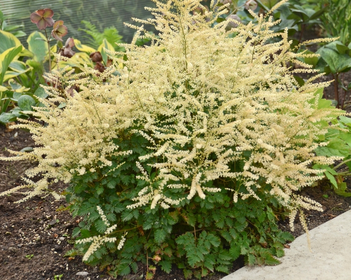 Dwarf Goat's Beard - Aruncus 'Chantilly Lace' from EC Browns Nursery