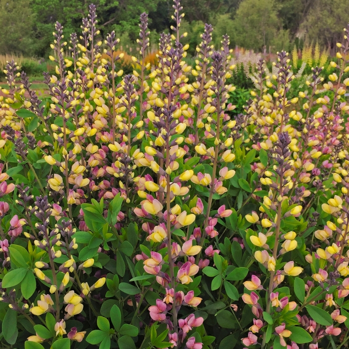 Decadence&reg; False Indigo - Baptisia 'Decadence&reg; Deluxe Pink Lemonade' from EC Browns Nursery