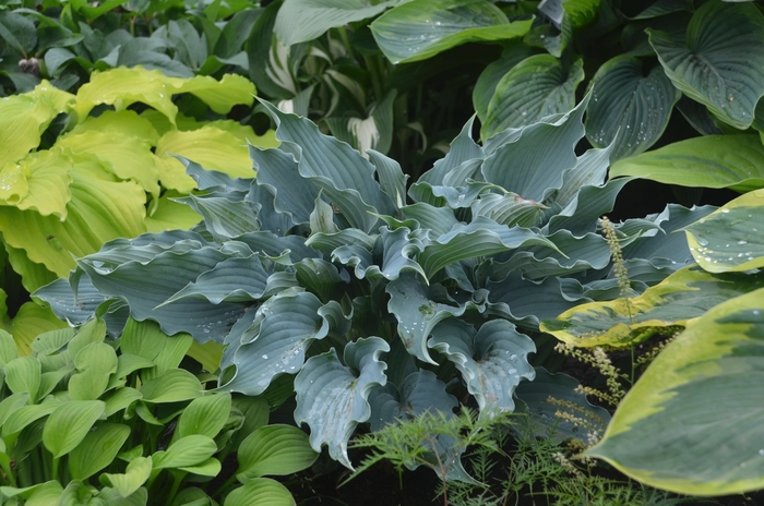 Shadowland&reg; Waterslide - Hosta ''Waterslide'' PPAF (Hosta, Plantain Lily) from EC Browns Nursery