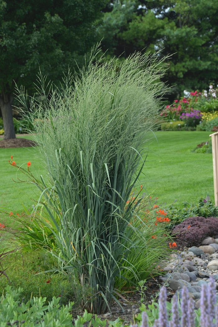 Prairie Winds&reg; 'Totem Pole' - Panicum virgatum from EC Browns Nursery