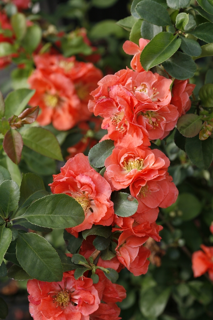 Double Take&reg; Peach - Chaenomeles speciosa from EC Browns Nursery