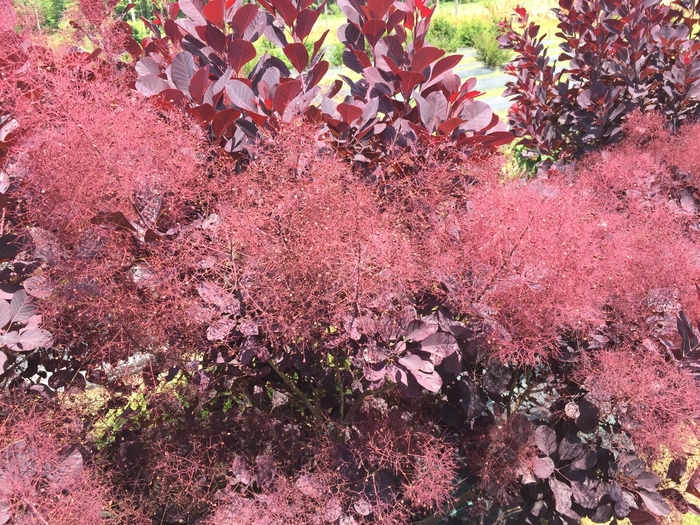 Winecraft Black® - Cotinus coggygria from EC Browns Nursery