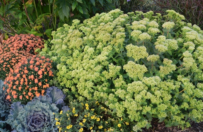 Rock 'N Grow&reg; 'Lemonjade' - Sedum hybrid from EC Browns Nursery