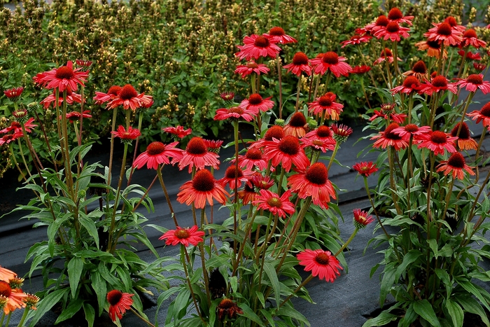 Coneflower - Echinacea 'Kismet Red' from EC Browns Nursery