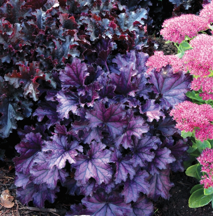 Coral Bells - Heuchera 'Forever Purple' from EC Browns Nursery